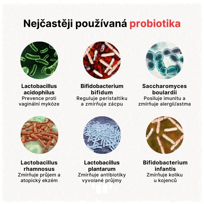 Nejcastejsi probiotika - upraveno
